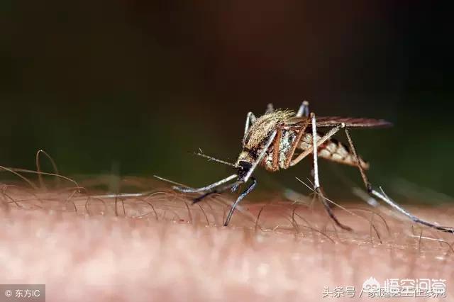 为什么白露过后的蚊子咬人毒性比较大？