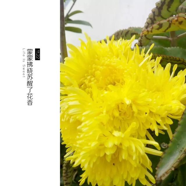 元宵节到了，俗语“八月十五云遮月，正月十五雪打灯”啥意思？