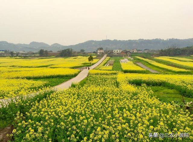 农村这个季节应该种植什么农作物?