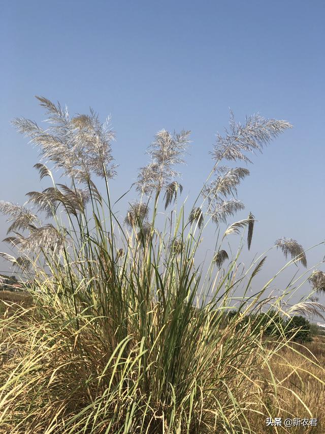 农村这个季节应该种植什么农作物?