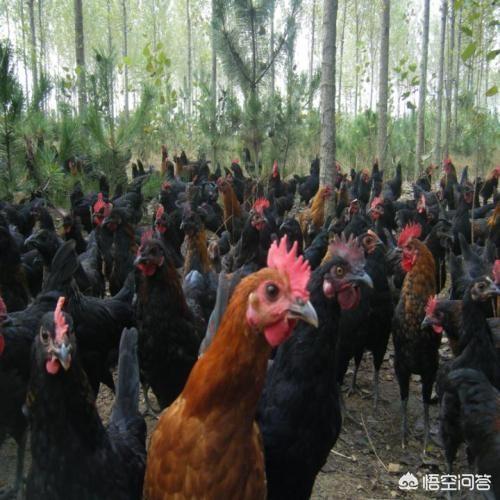 林下生态养殖值不值得提倡？