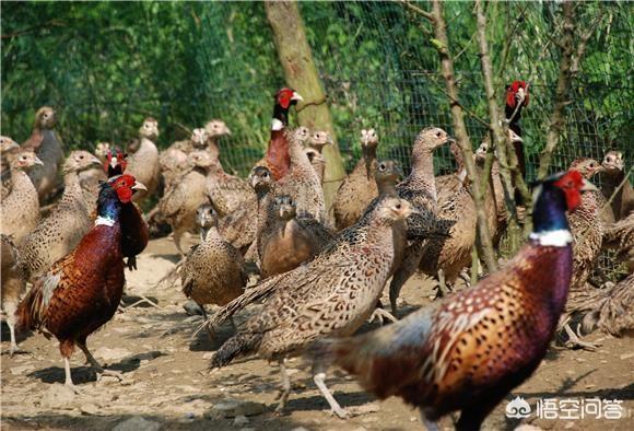 林下生态养殖值不值得提倡？