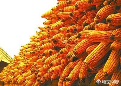 玉米價格在18年年底前能達到1.3元每斤嗎？