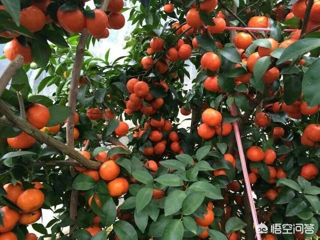 現在柑橘價格在桂林興安蜜橘價格持續走低的情況下，怎么樣才能把砂糖橘賣得好的價格？