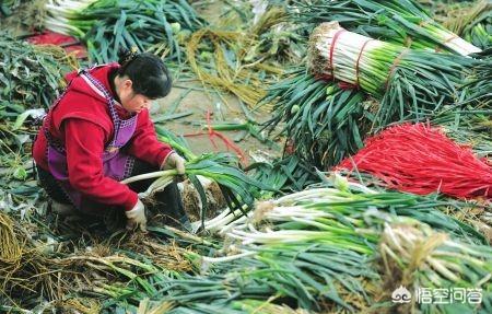 农村老话“千里不贩青，贩青不贩葱”是什么意思？
