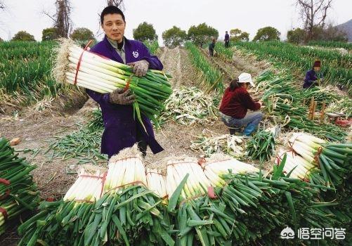 农村老话“千里不贩青，贩青不贩葱”是什么意思？