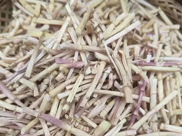 茅草根有什么功效？