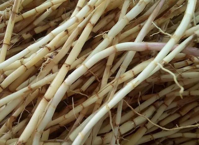 茅草根有什么功效？