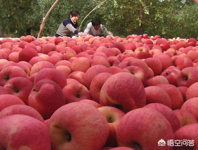 今年蘋果收購價比往年高，果農(nóng)是否該等等再賣？