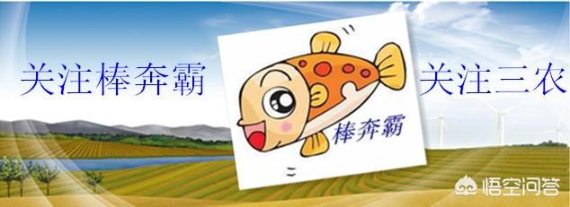 农村常见的野菠菜有什么作用?