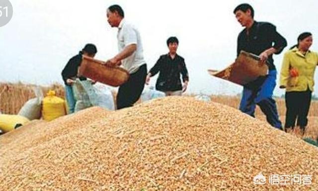 進入秋季之后托市收購將停止，你覺得小麥價格還會漲嗎？