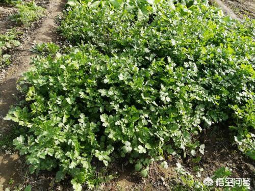 如何种植香菜?