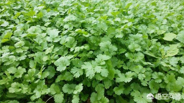如何种植香菜?