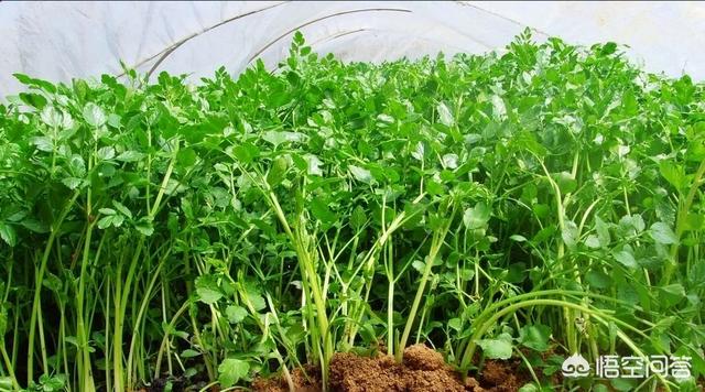 如何种植香菜?