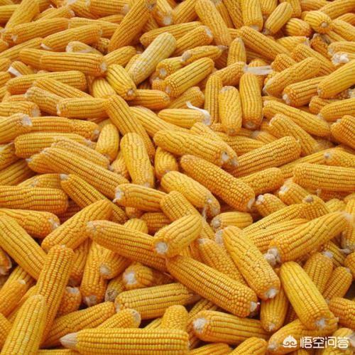 2018年新玉米价格破1元问题不大，农民怎样做才能保证卖价最高？