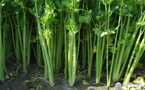芹菜怎么种植？