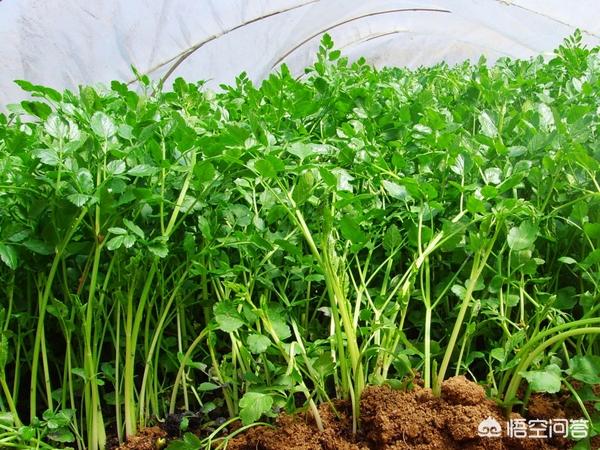 芹菜怎么种植？