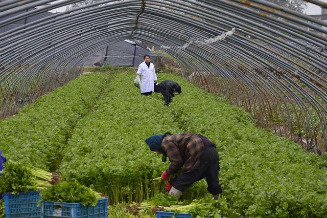 芹菜怎么种植？
