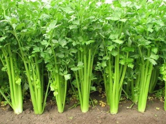 芹菜怎么种植？