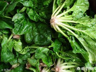 秋天拔了花生后，适合直接在地里种菠菜吗？
