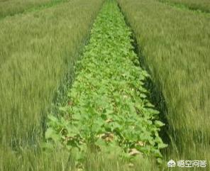 秋天拔了花生后，适合直接在地里种菠菜吗？