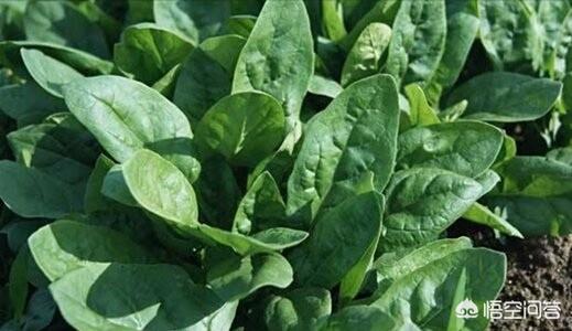 秋天拔了花生后，适合直接在地里种菠菜吗？