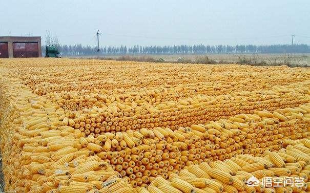 八月份玉米价格会大涨吗？还有点余粮该选择什么时候卖比较合适？