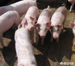 現(xiàn)在的豬價(jià)怎么樣？走勢(shì)如何？
