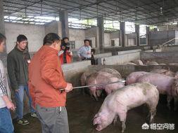 現(xiàn)在的豬價(jià)怎么樣？走勢(shì)如何？