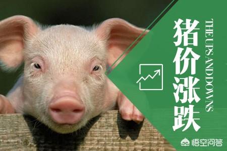 現(xiàn)在的豬價(jià)怎么樣？走勢(shì)如何？