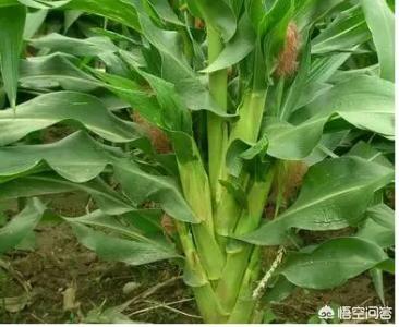 玉米秸秆上抽棒多了怎么办?最多留几个玉米棒子?