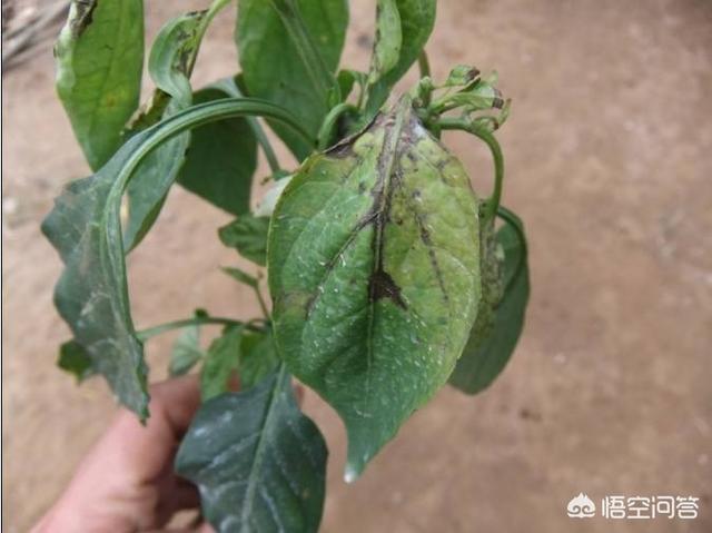 辣椒斑点病如何防治？