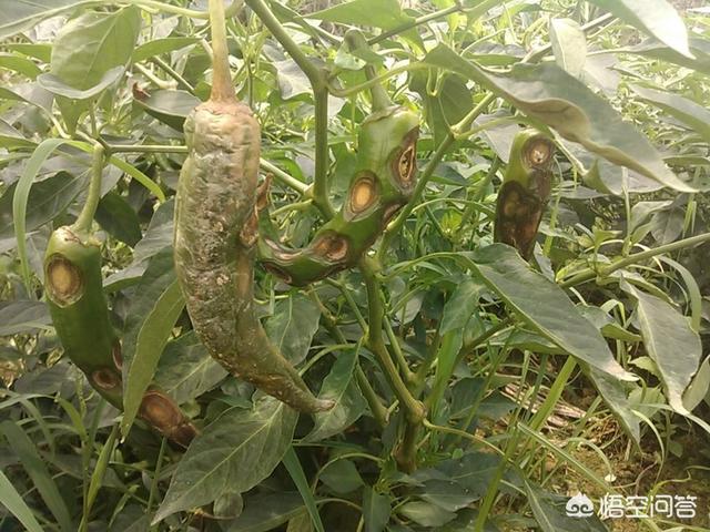辣椒斑点病如何防治？