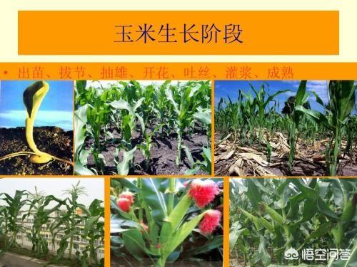 持续高温，玉米快要干死了，有什么补救措施？