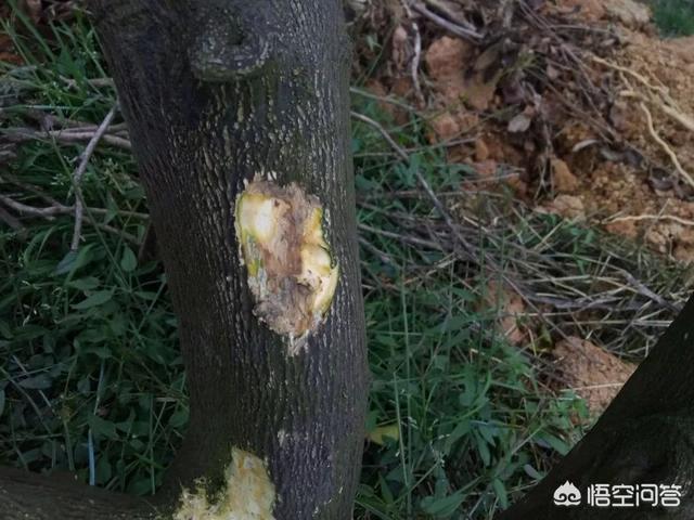 沙糖桔脚腐病用什么药比较好？