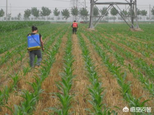 喷洒除草剂导致玉米叶发黄，应该怎么补救？