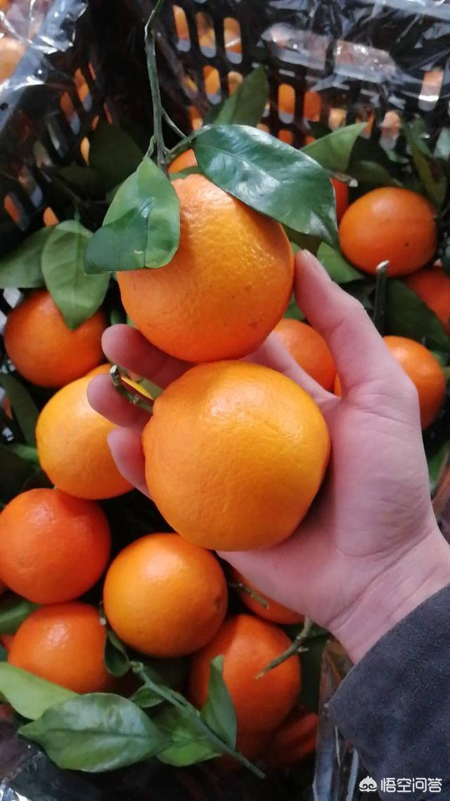 江西人有兩百畝荒地，種什么果樹好？