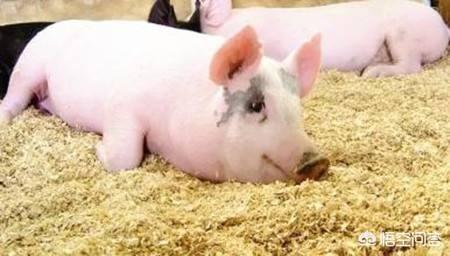 正常膘情和过肥过瘦的母猪分别该如何喂料?