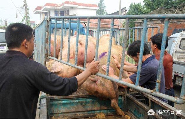 养殖户会不会都集中在端午节前几日卖猪？到时候猪价会涨会跌？