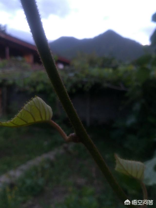 怎樣辨別獼猴桃的雌雄株？什么季節繁殖成活率高？