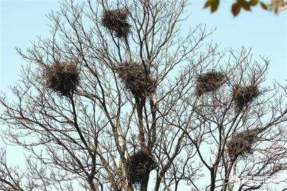 老話說：“栽下梧桐樹，引來金鳳凰”，梧桐樹為什么會有這么高的地位？