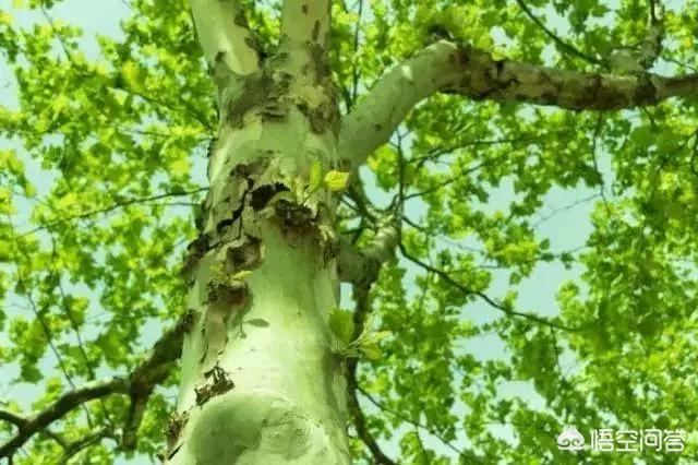 老話說：“栽下梧桐樹，引來金鳳凰”，梧桐樹為什么會有這么高的地位？