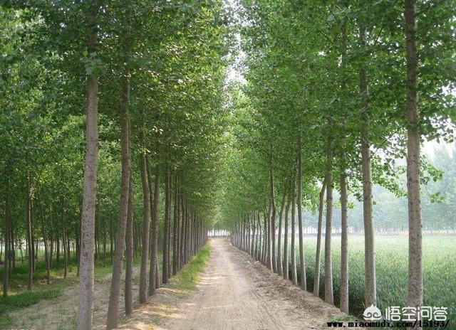 老話說：“栽下梧桐樹，引來金鳳凰”，梧桐樹為什么會有這么高的地位？