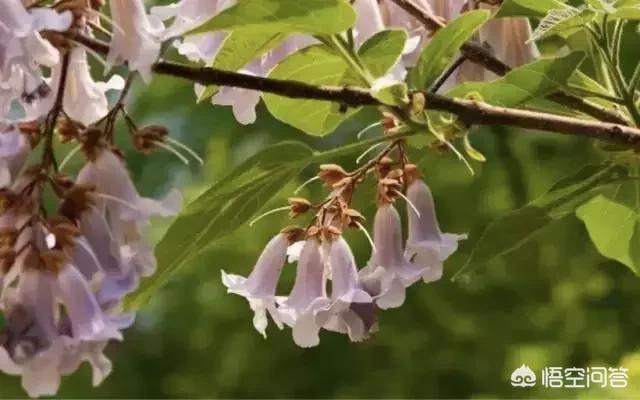 老話說：“栽下梧桐樹，引來金鳳凰”，梧桐樹為什么會有這么高的地位？