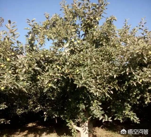 為什么果樹旺長不結果？為什么果樹結果很少？