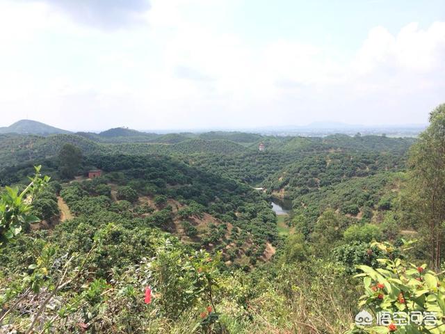 廣東茂名市為何被譽為“全國最大水果生產(chǎn)基地”？