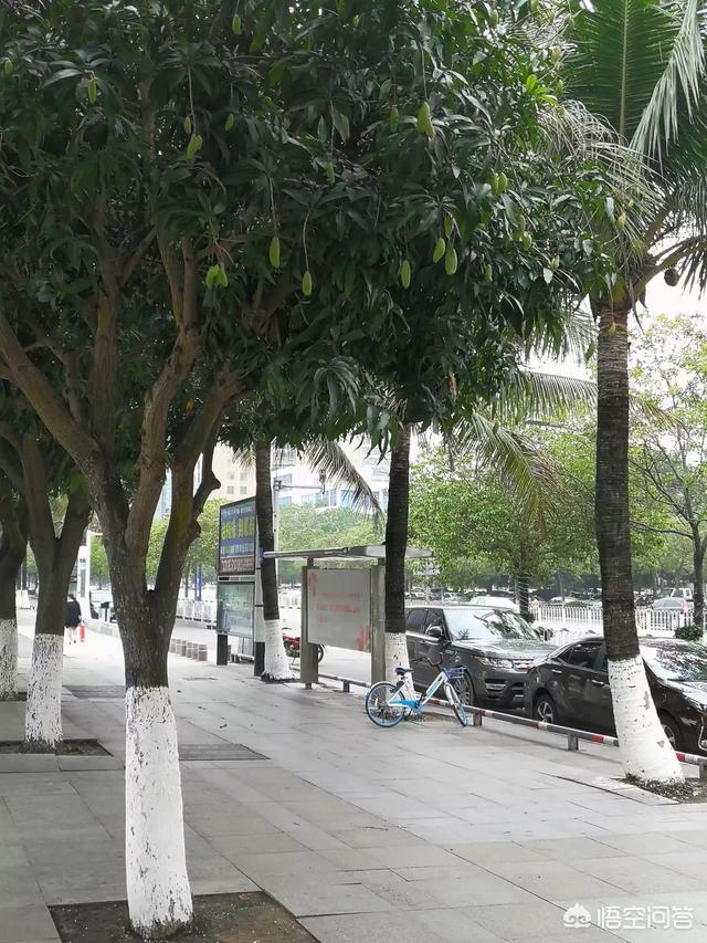 廣東茂名市為何被譽為“全國最大水果生產(chǎn)基地”？