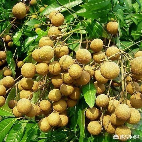 廣東茂名市為何被譽為“全國最大水果生產(chǎn)基地”？