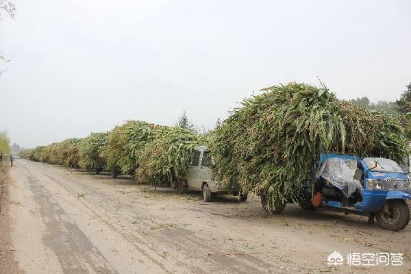 农作物秸秆可以作为饲料,为什么利用率却不高?