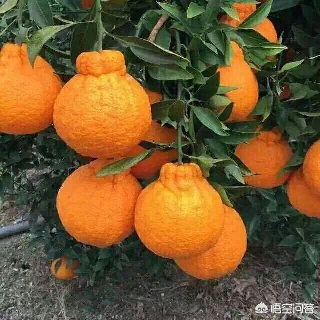 給臍橙柑橘噴施增甜劑葉面肥是否違規(guī)？增甜劑會對人體健康有什么影響？